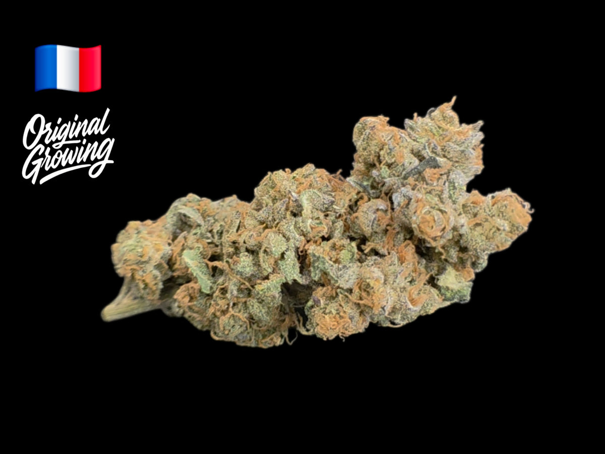 Fleur CBD Black Berserker Original Growing cultivée en RDWC Hydro en France