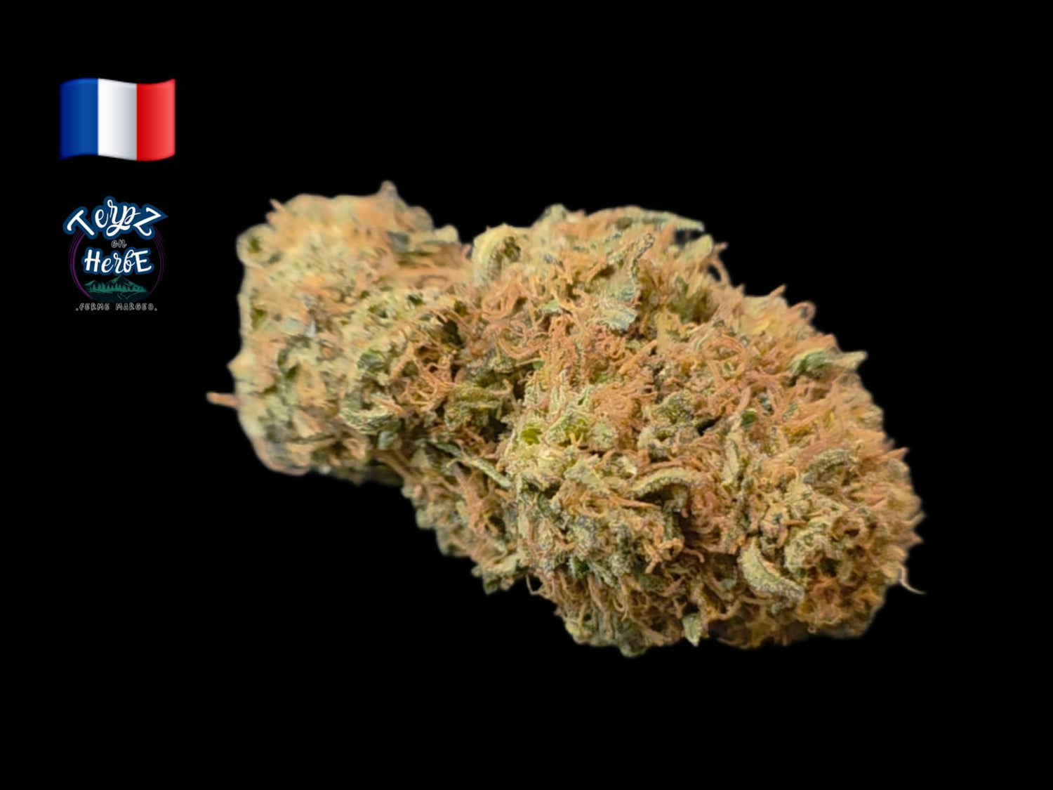Fleur CBD Bomb Cyclone Light Dep Terpz en Herbe aux arômes gazy, citronnés, kush et cookie, avec une robe verte recouverte de trichomes.