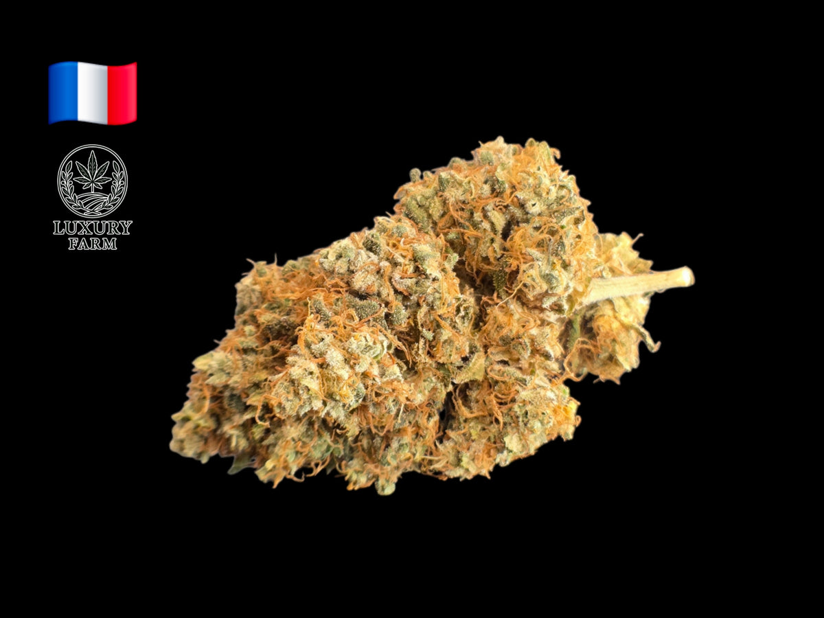 Fleur Cookies Kush CBD Indoor cultivée en France par Luxury Farm, têtes vert foncé semi-compactes recouvertes de trichomes brillants.