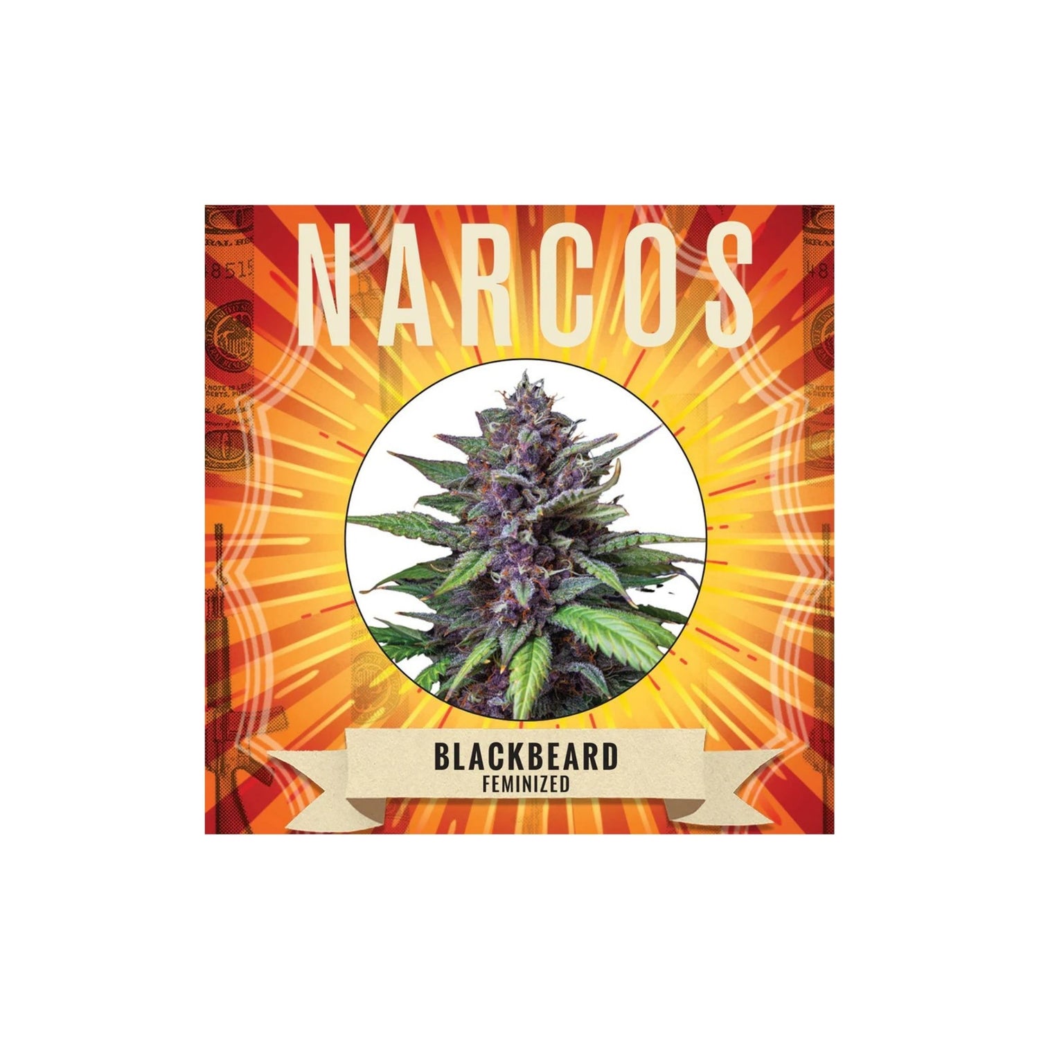 Graines Blackbeard Narcos