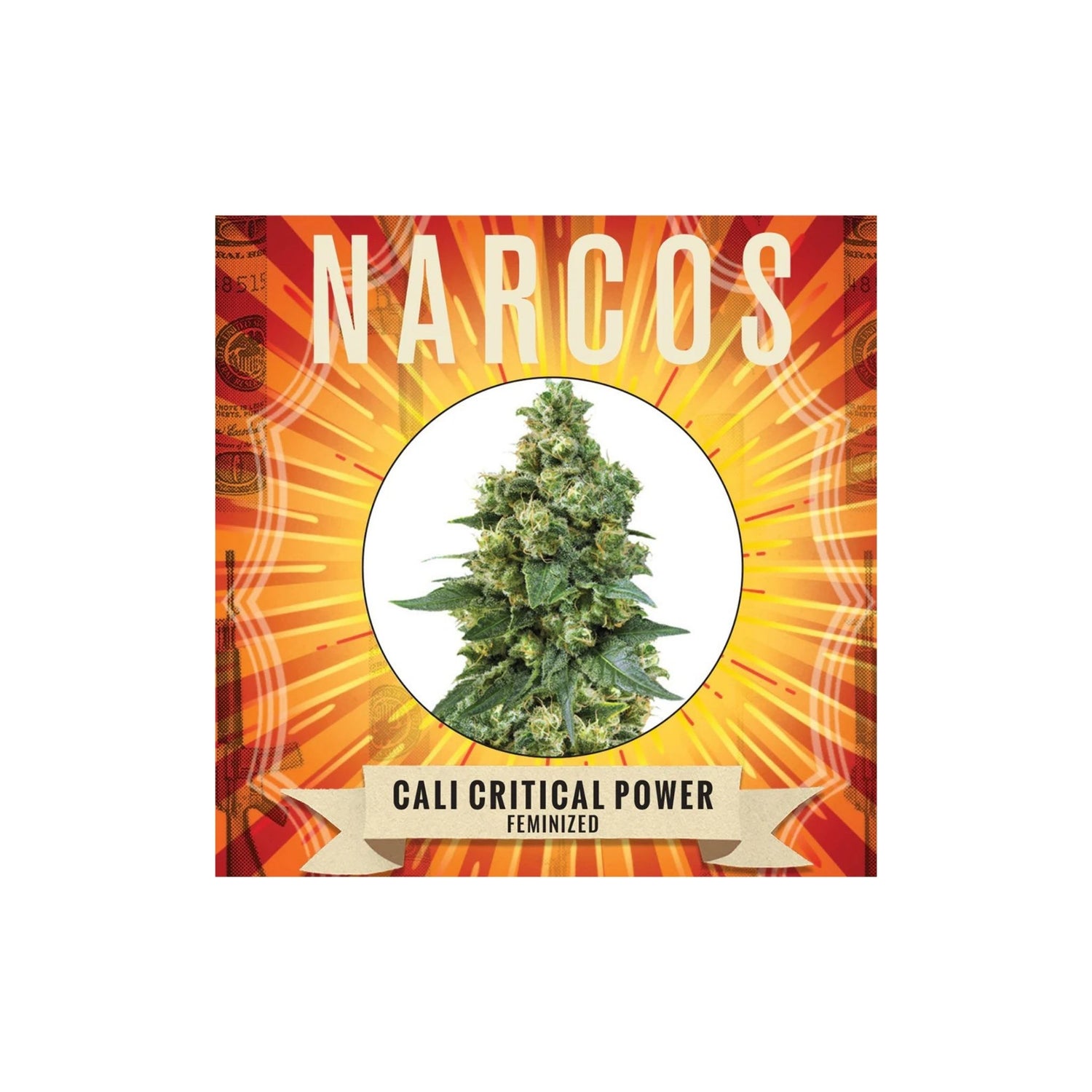 Graines Cali Critical Power Narcos