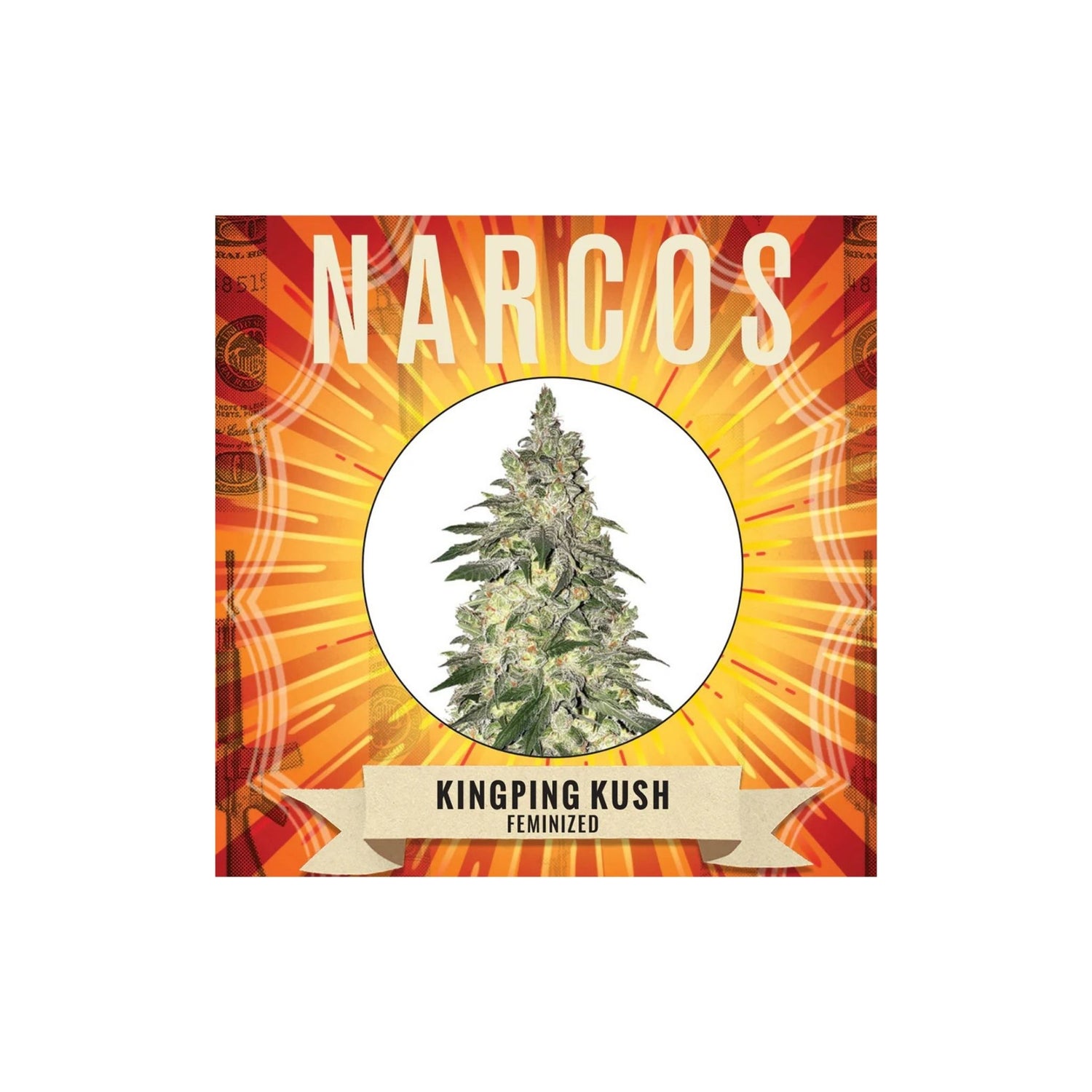 Graines Kingping Kusk Narcos