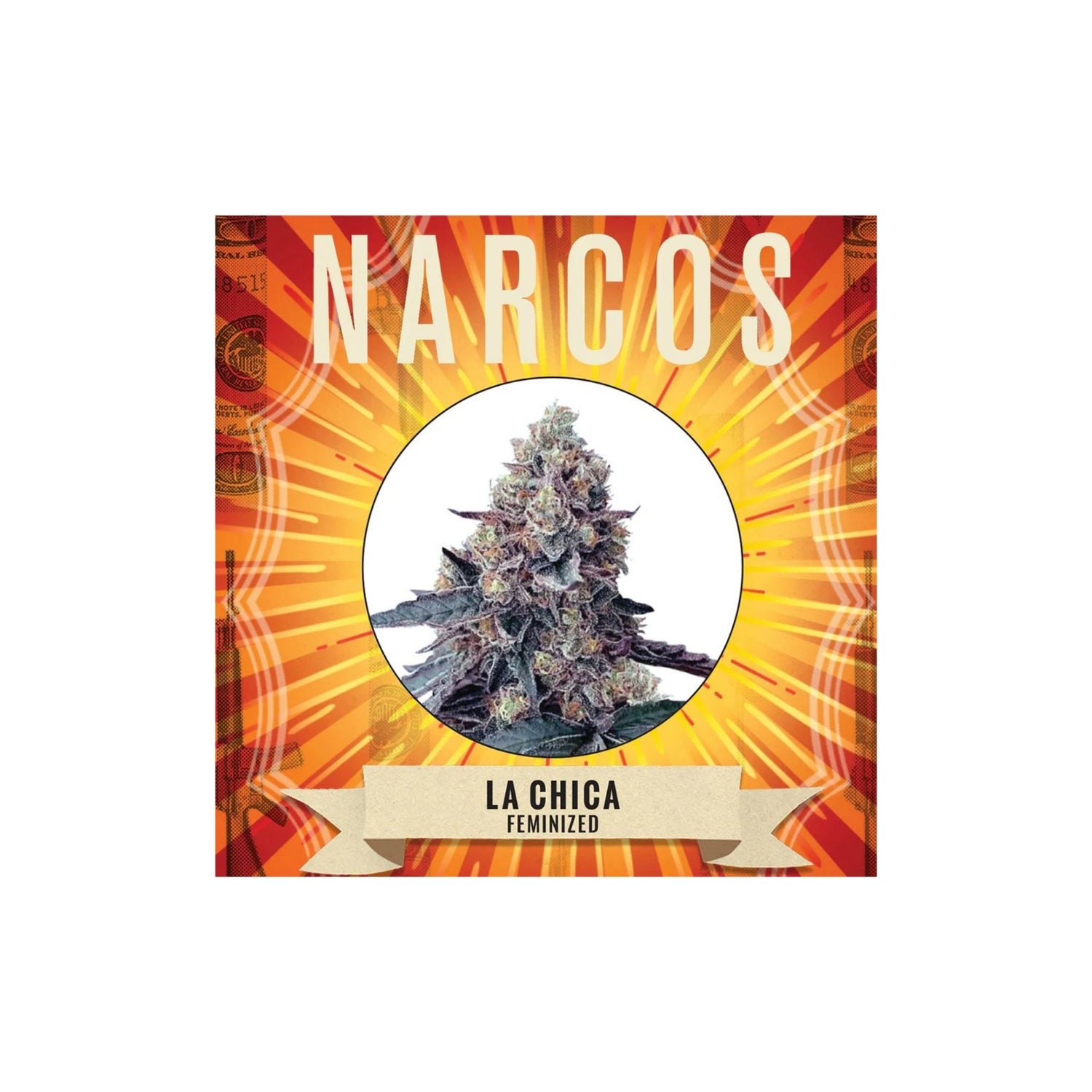 Graines La Chica Narcos