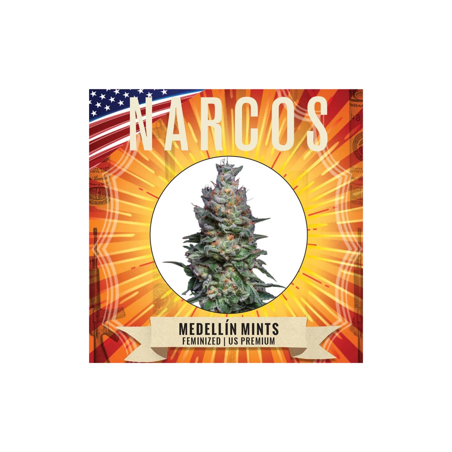 Graines Medellin Mints Narcos