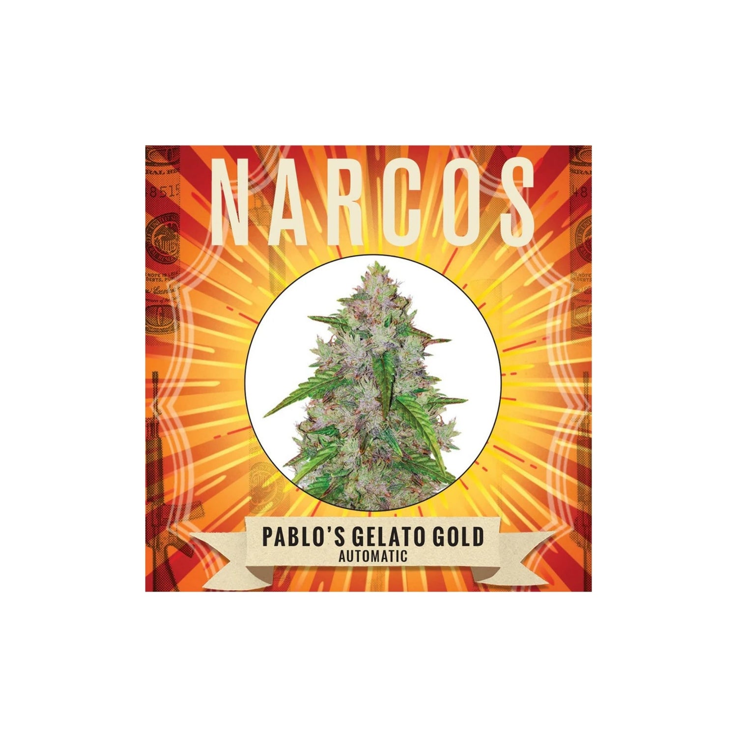 Graines Pablo's Gelato Gold Narcos
