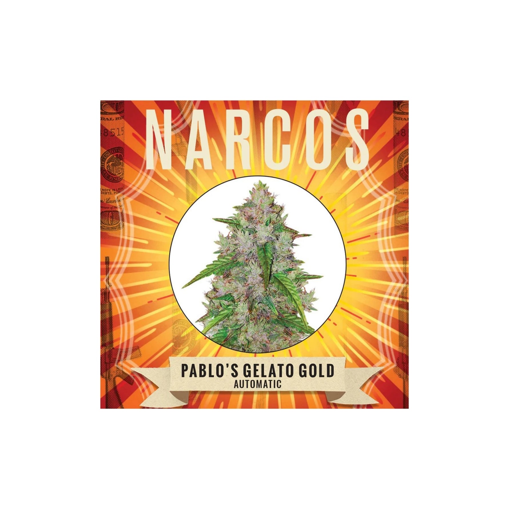 Graines Pablo's Gelato Gold Narcos