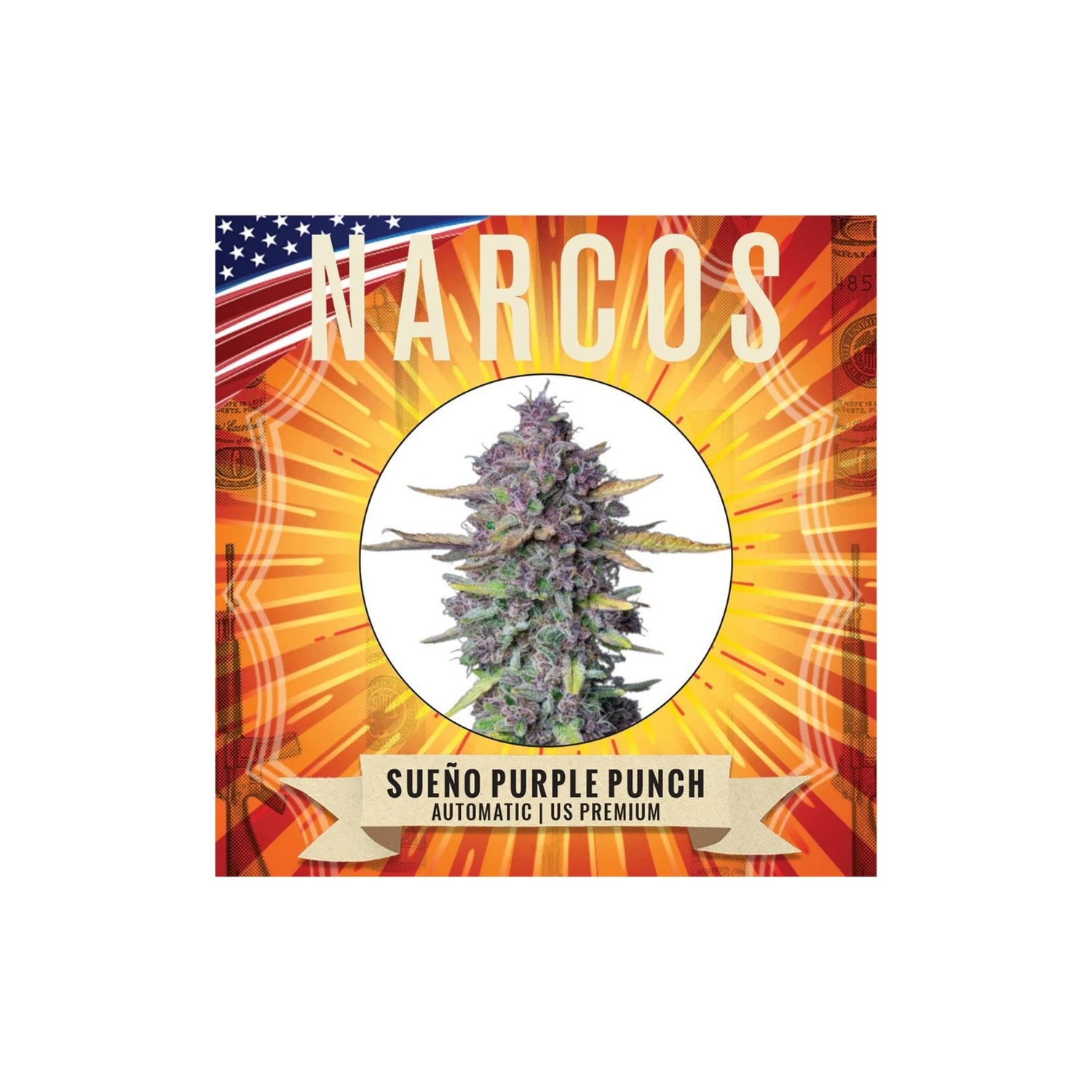 Graines Sueno Purple Punch Narcos