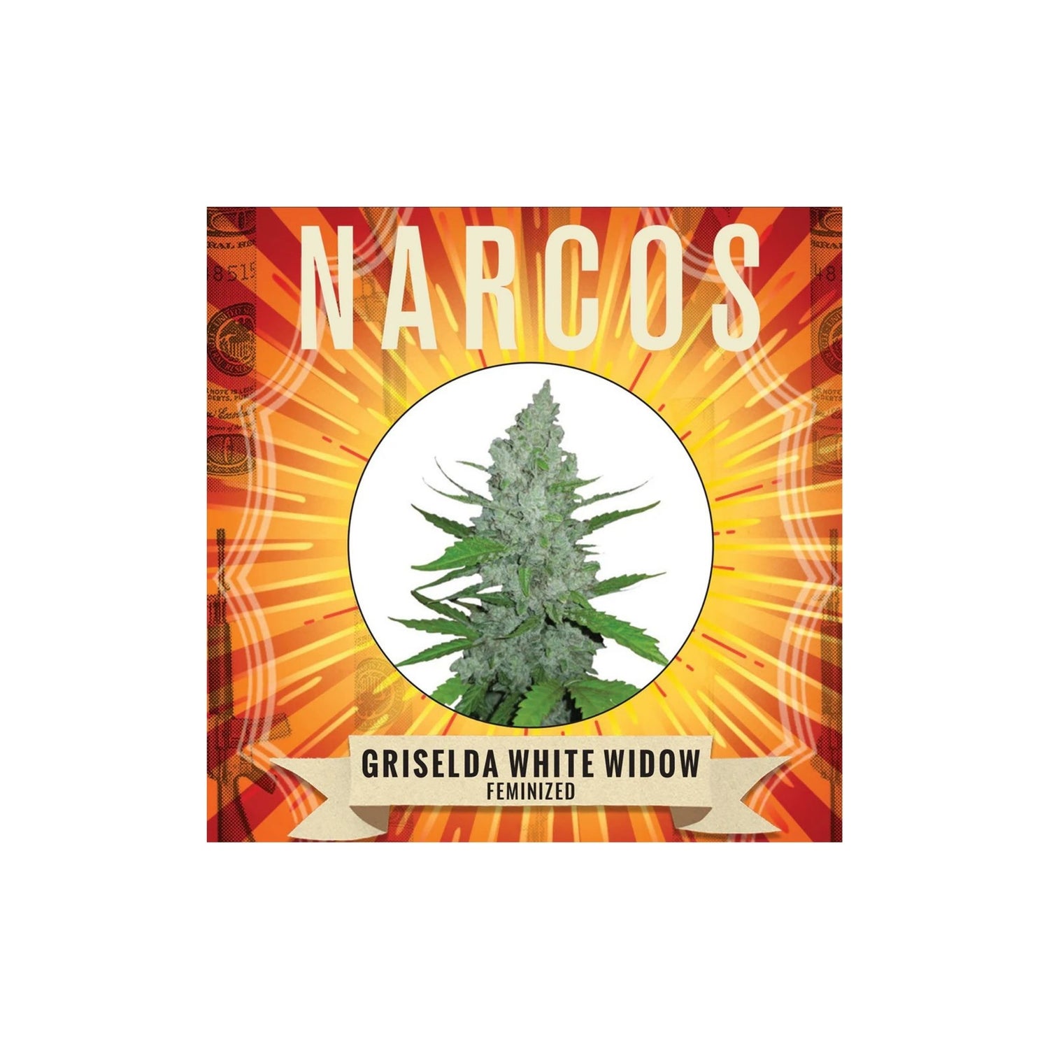 Graines Griselda White Widow Narcos