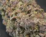 zoom de la rainbow sherbet