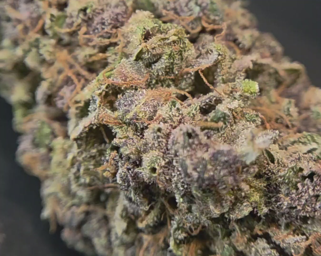 zoom de la rainbow sherbet