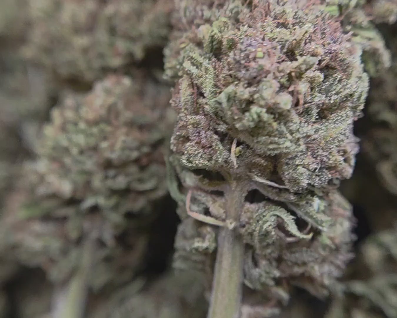 Strawberry Banana