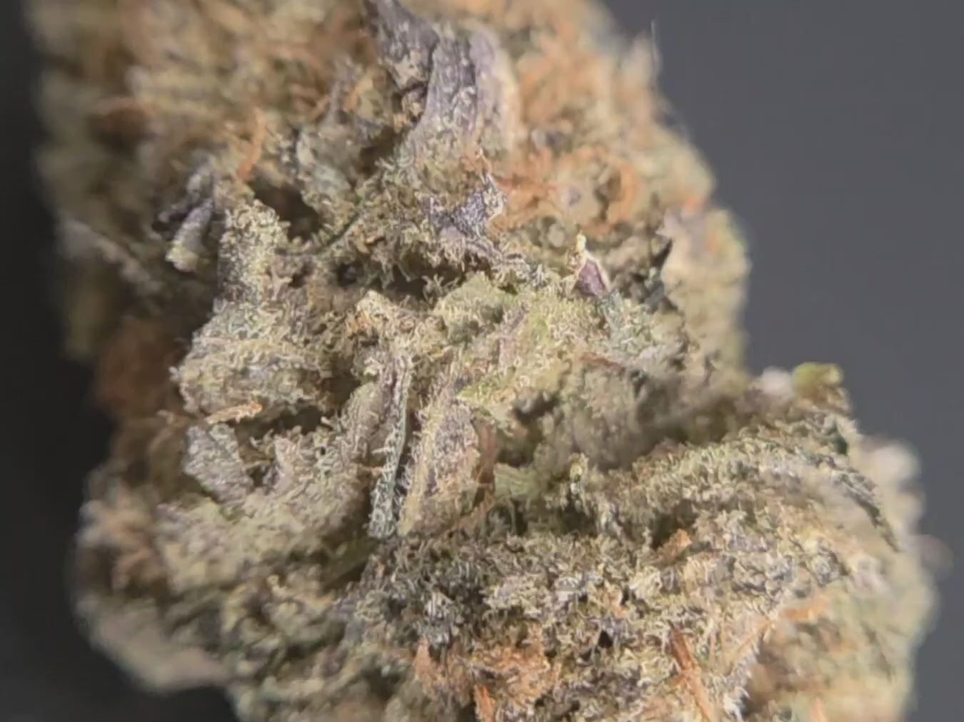 Cali Cream - CBD Indoor Hydro