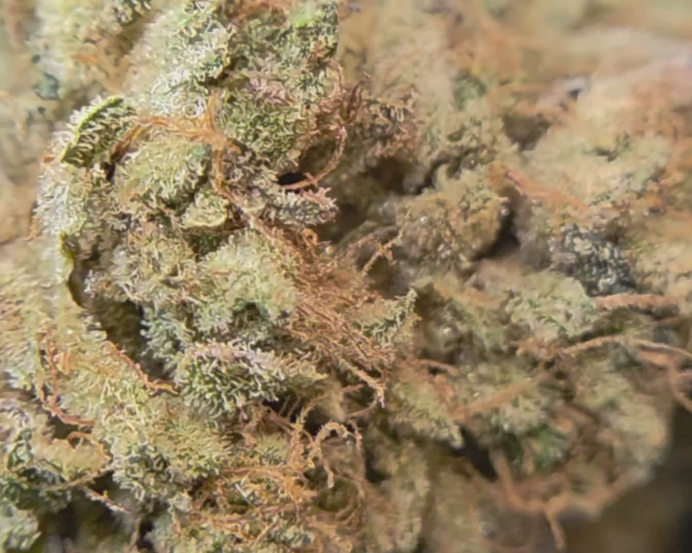 zoom fleur de cbd Payton Lemon de Merlin l'Enchanteur