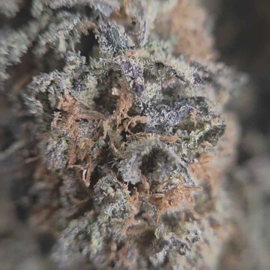 vidéo de la Cali Cream de Original Growing, fleur CBD hydro