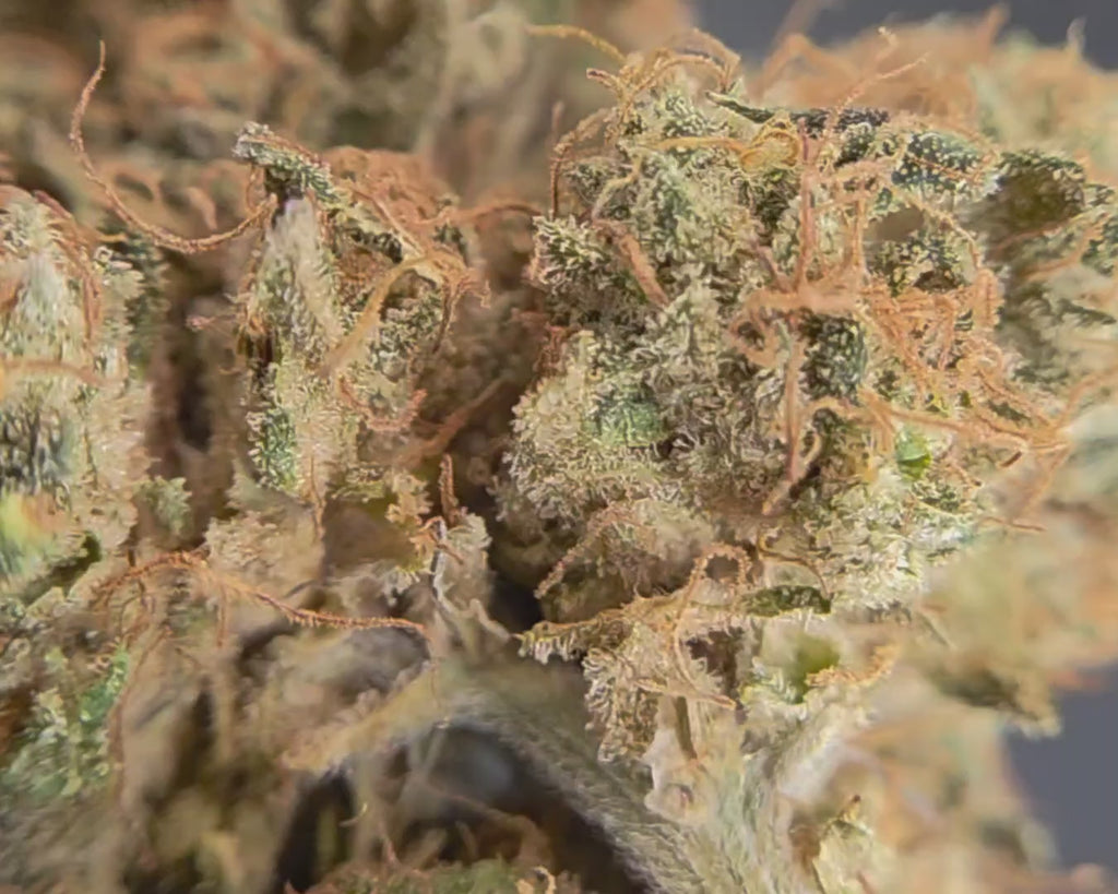 zoom sur la cookies kush indoor de luxury farm dispo chez vapo dream