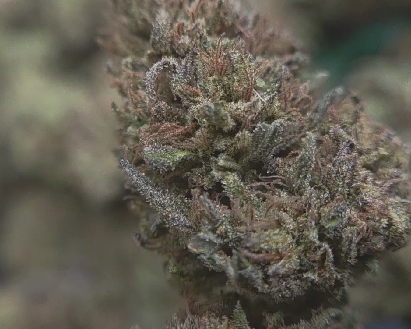 Cherry Mango