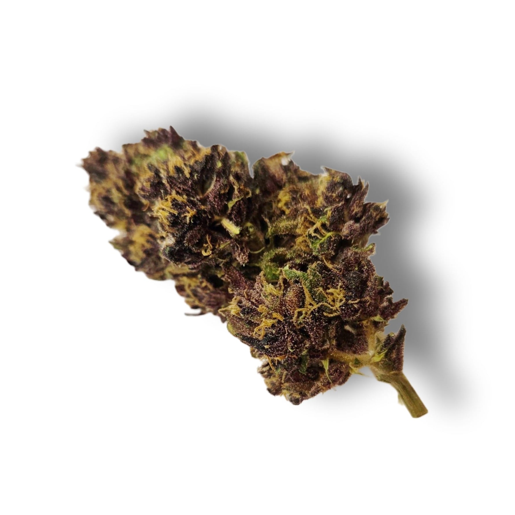 Fleur CBD Rose Sauvage outdoor française 12 % CBD – La Fleur des Anges