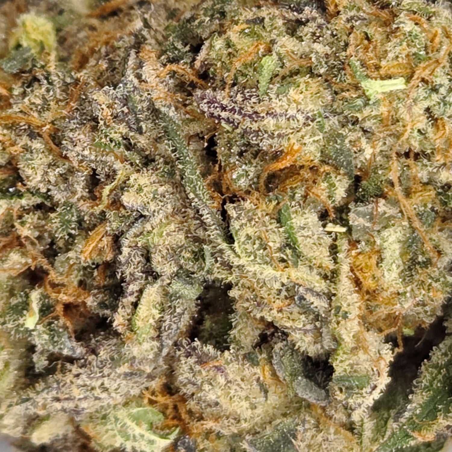 zoom sur la Saucière de chez original Growing, fleur cbd en indoor organique