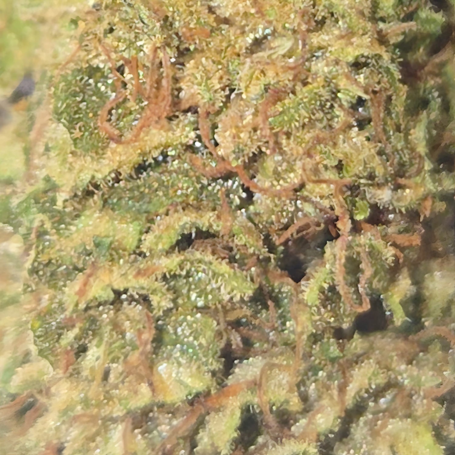 zoom sur la strawberry lemonade kush de la fleur des anges